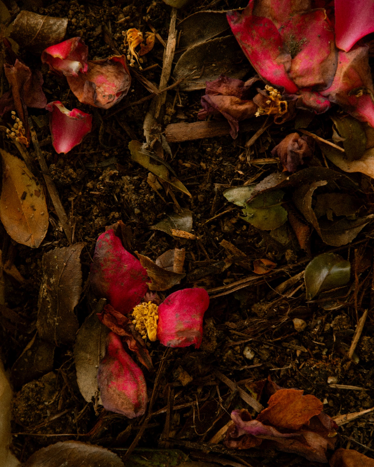 Pink Soil